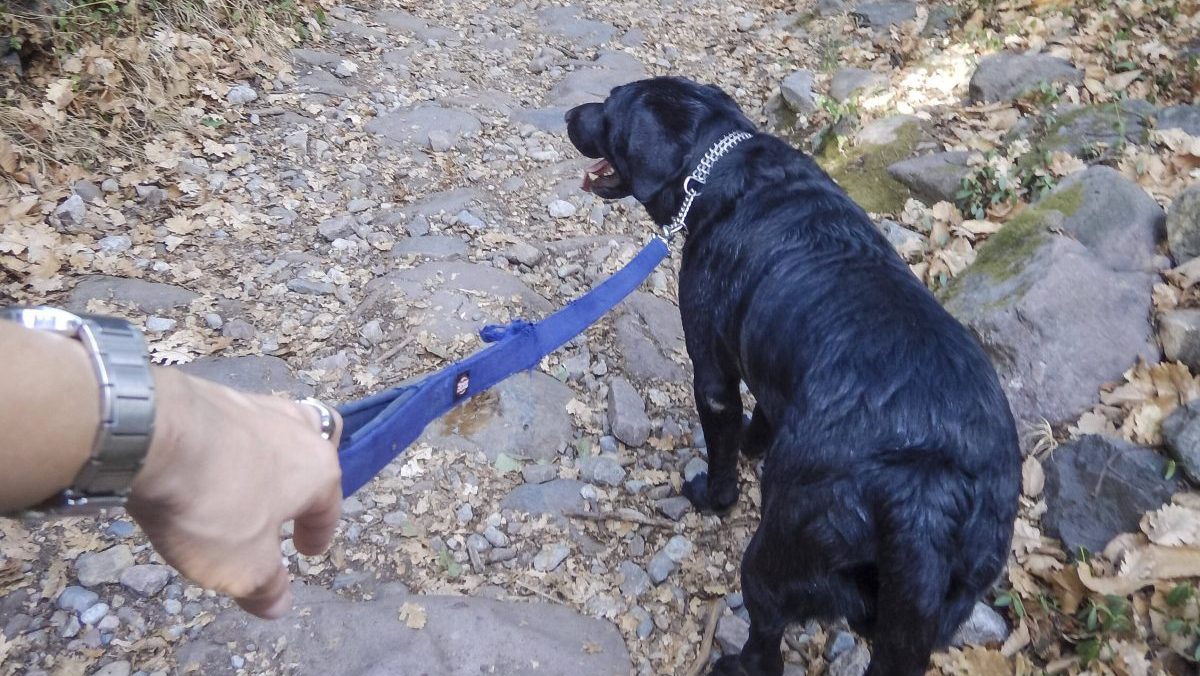 Hund in NRW Spaziergang mit Labrador