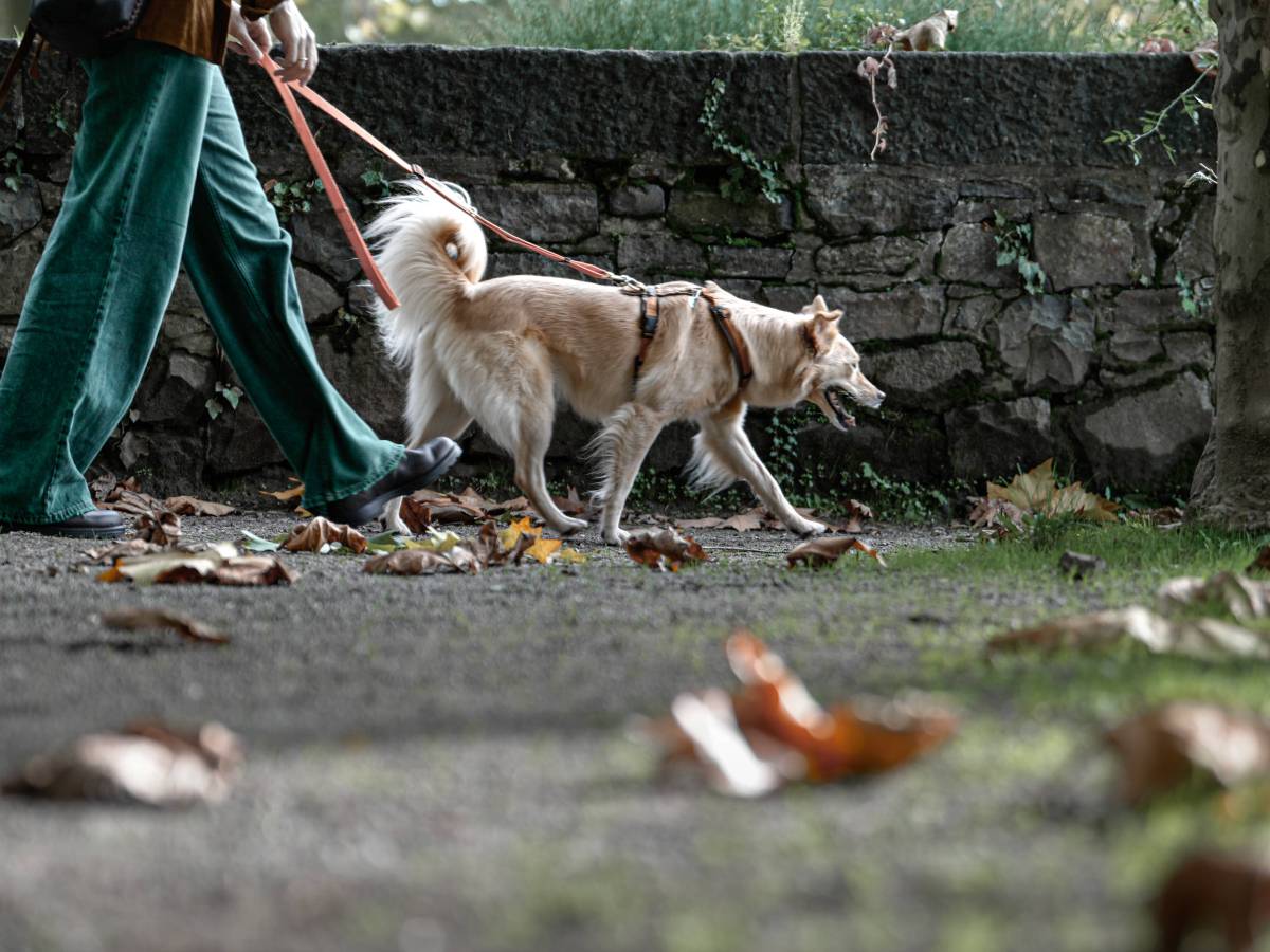 Gelsenkirchen Hund