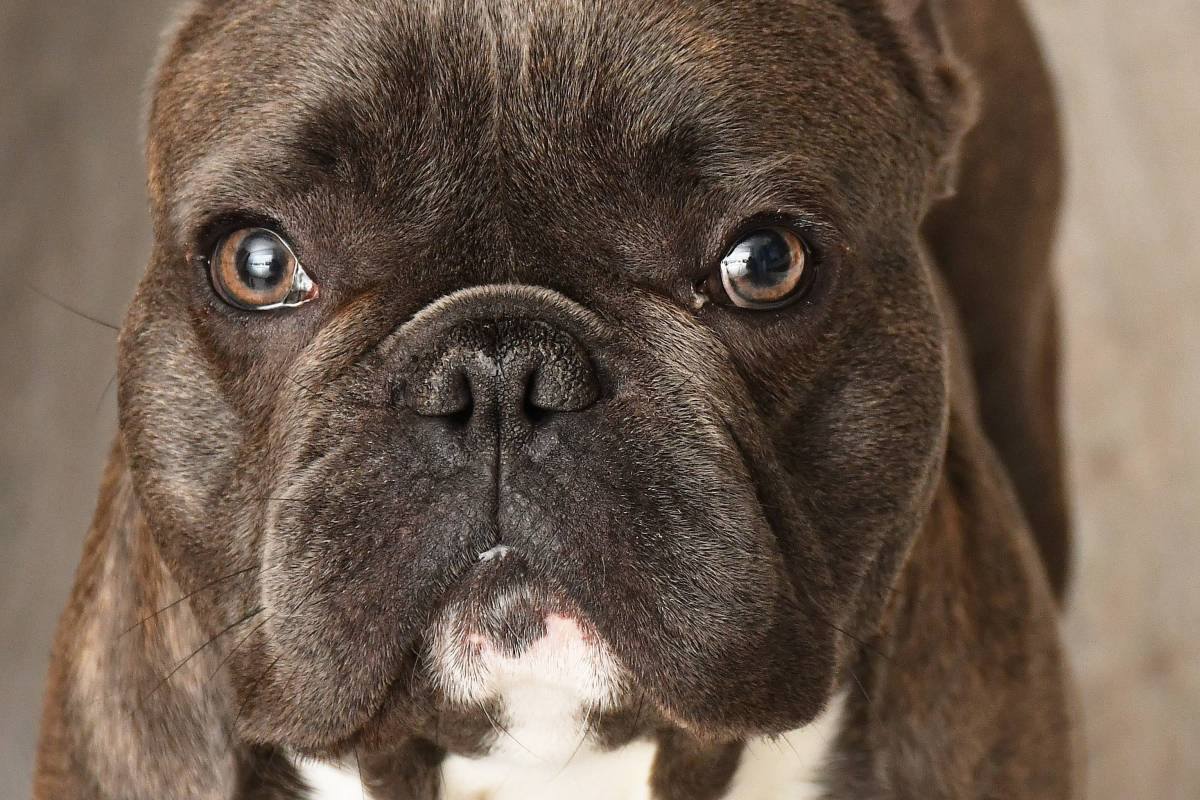 Französische Bulldogge