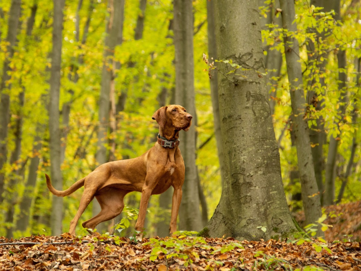 Hund in Essen