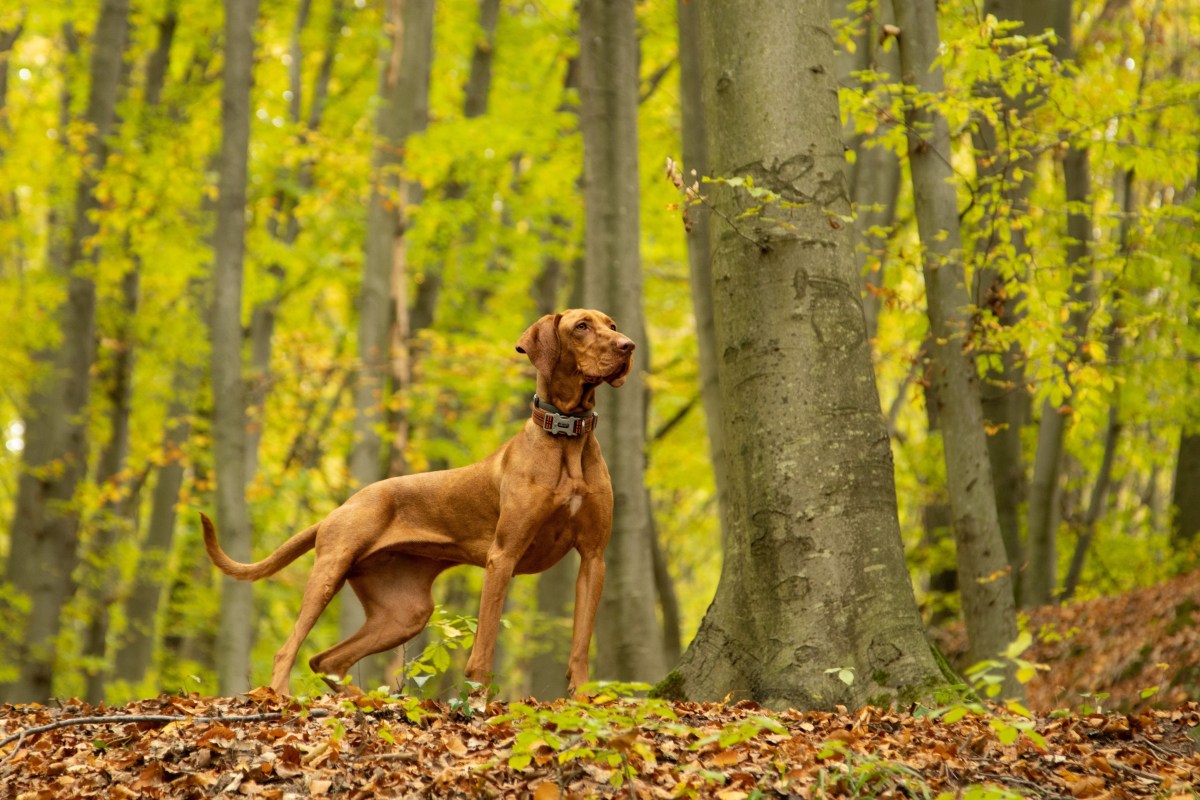 Hund in Essen