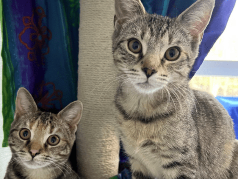 Katzen aus dem Tierheim Bergheim in NRW
