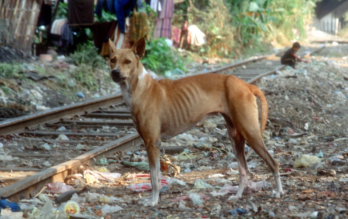 ausgemergelter Hund