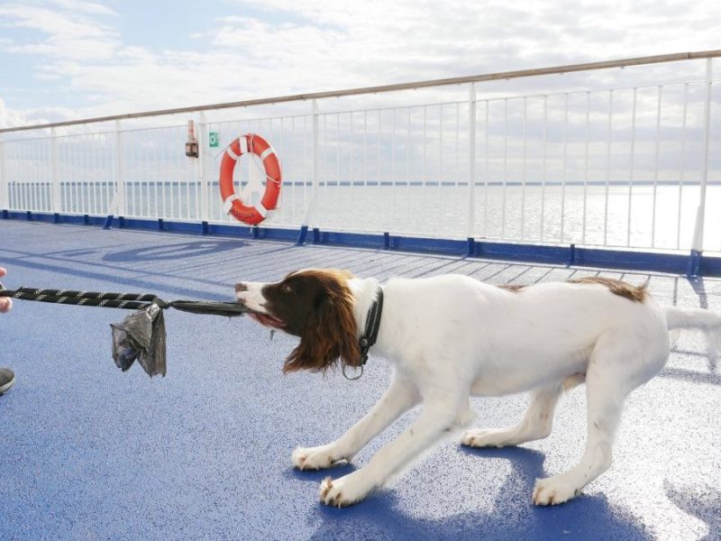 Hund mit Halter auf Kreuzfahrt-Schiff