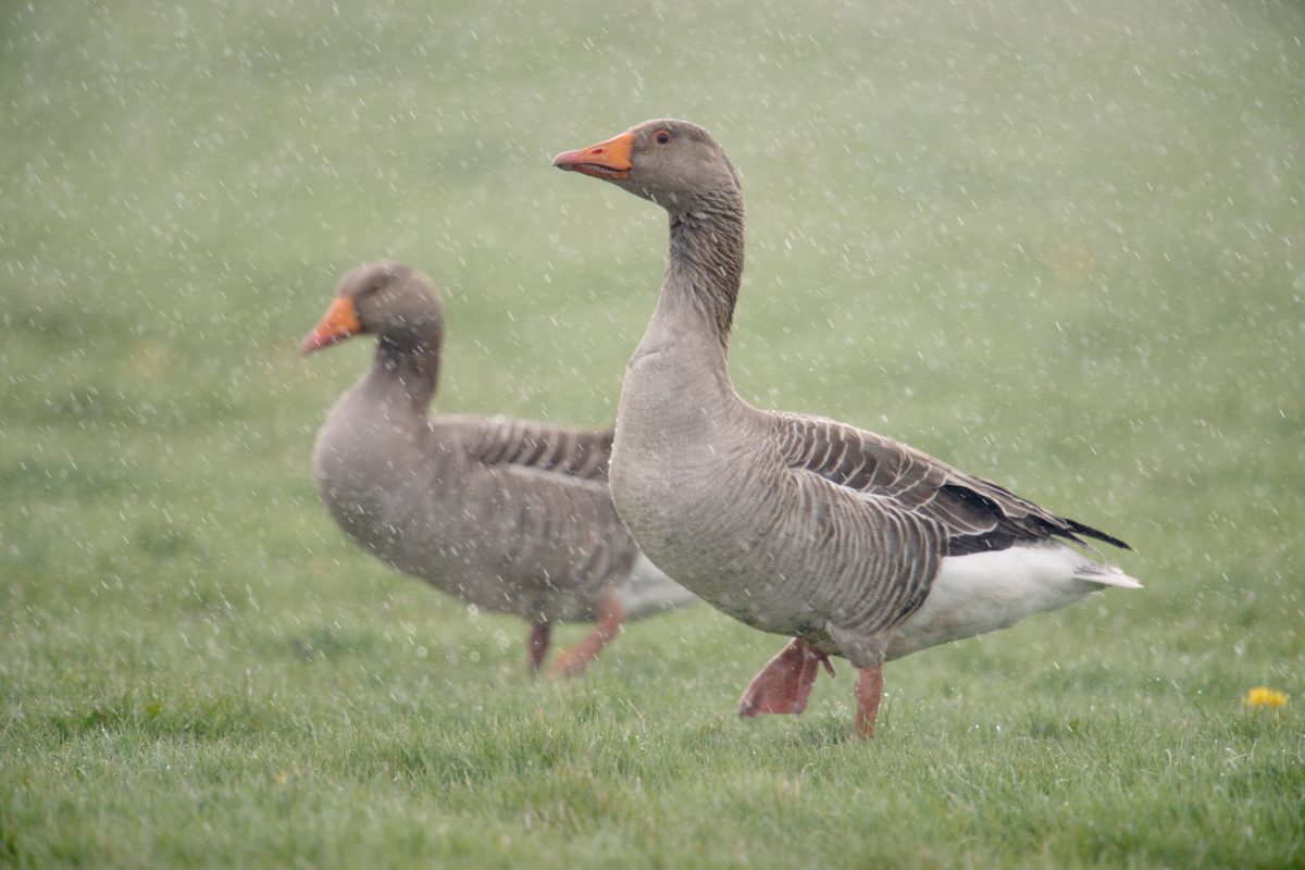 WildgÃ¤nse auf Wiese im Regen in NRW