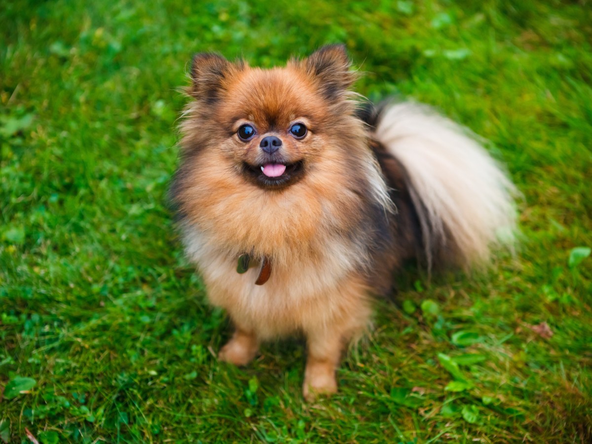 Hund kommt illegal nach NRW. Was sein Besitzer macht, ist einfach nur traurig!