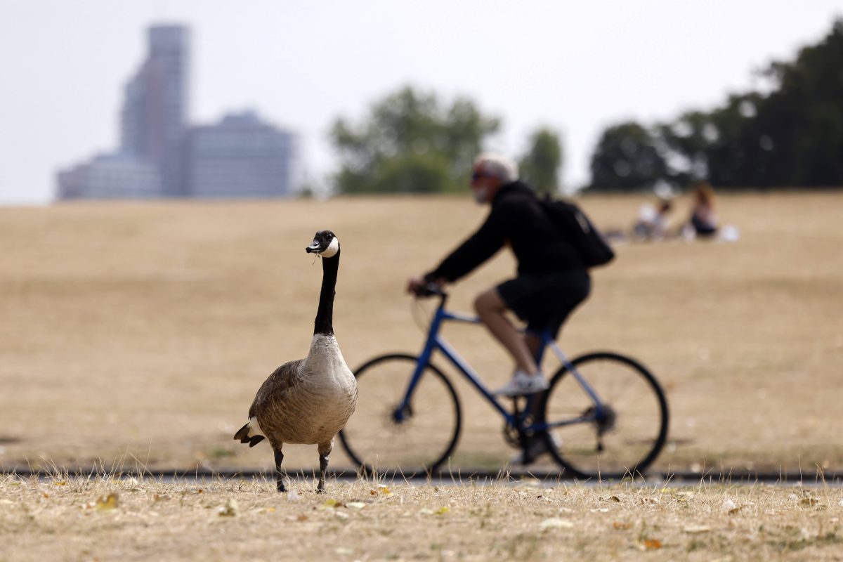 Trockene Wiese in KÃ¶ln mit Fahrradfahrer und Wildgans im Fokus