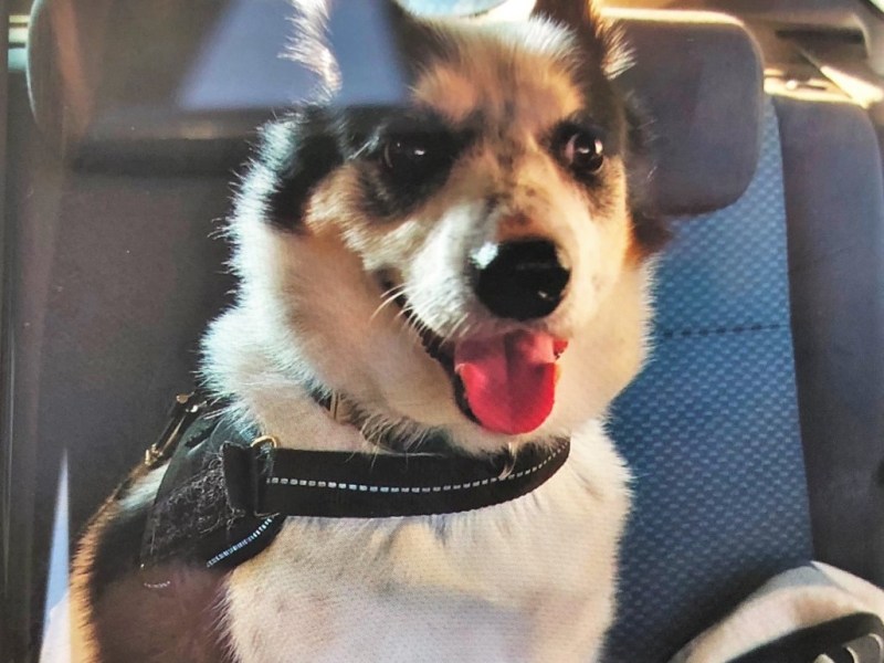 Hund Lucky aus NRW