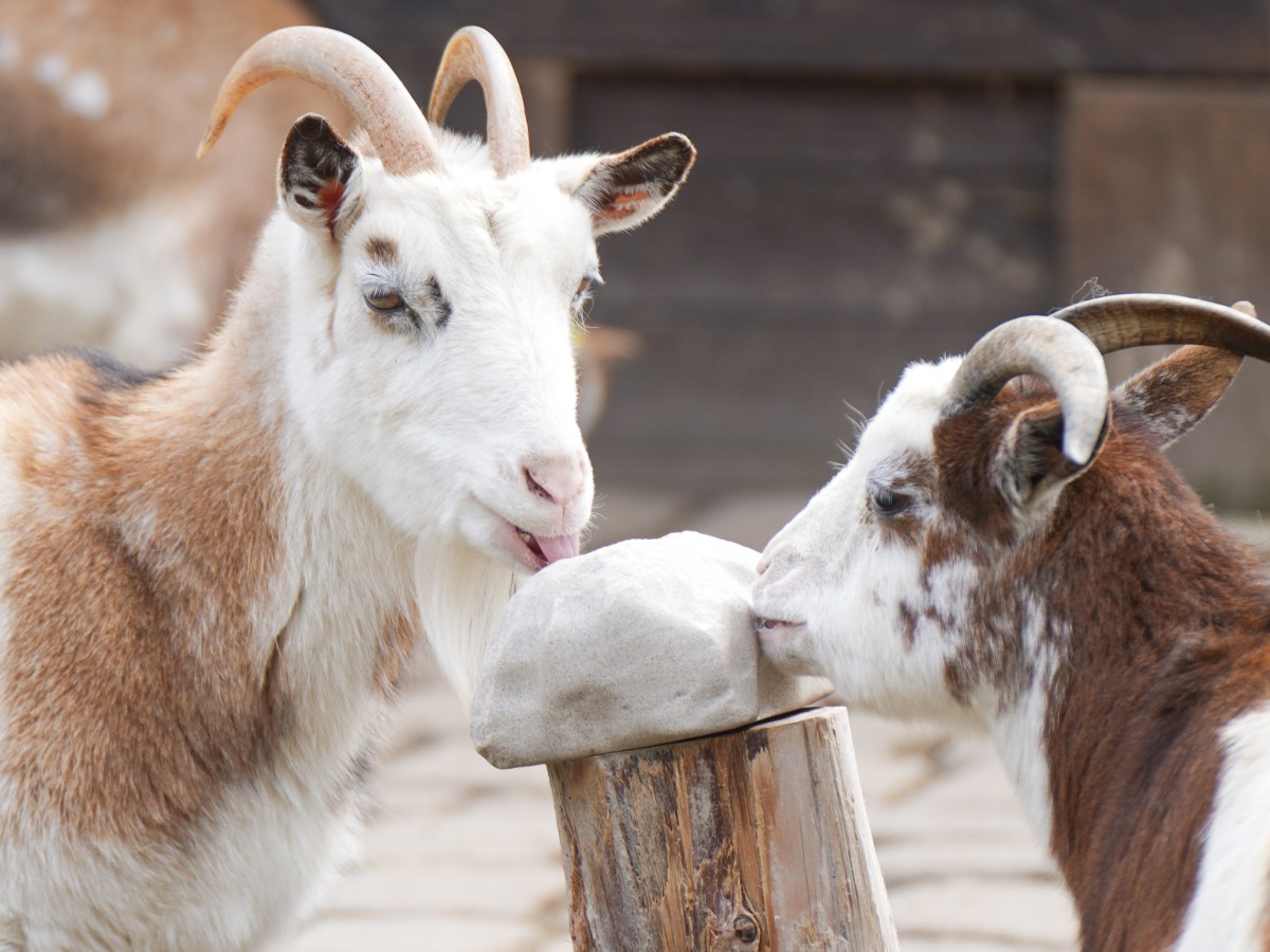 Tierpark Bochum