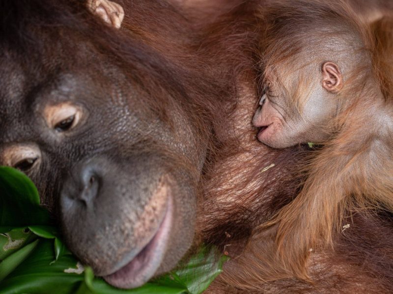 Orang-Utan-Mutter mit Baby im Zoo