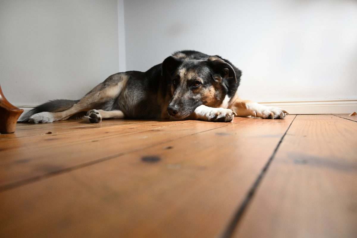 Hund liegt auf Boden in Zimmer