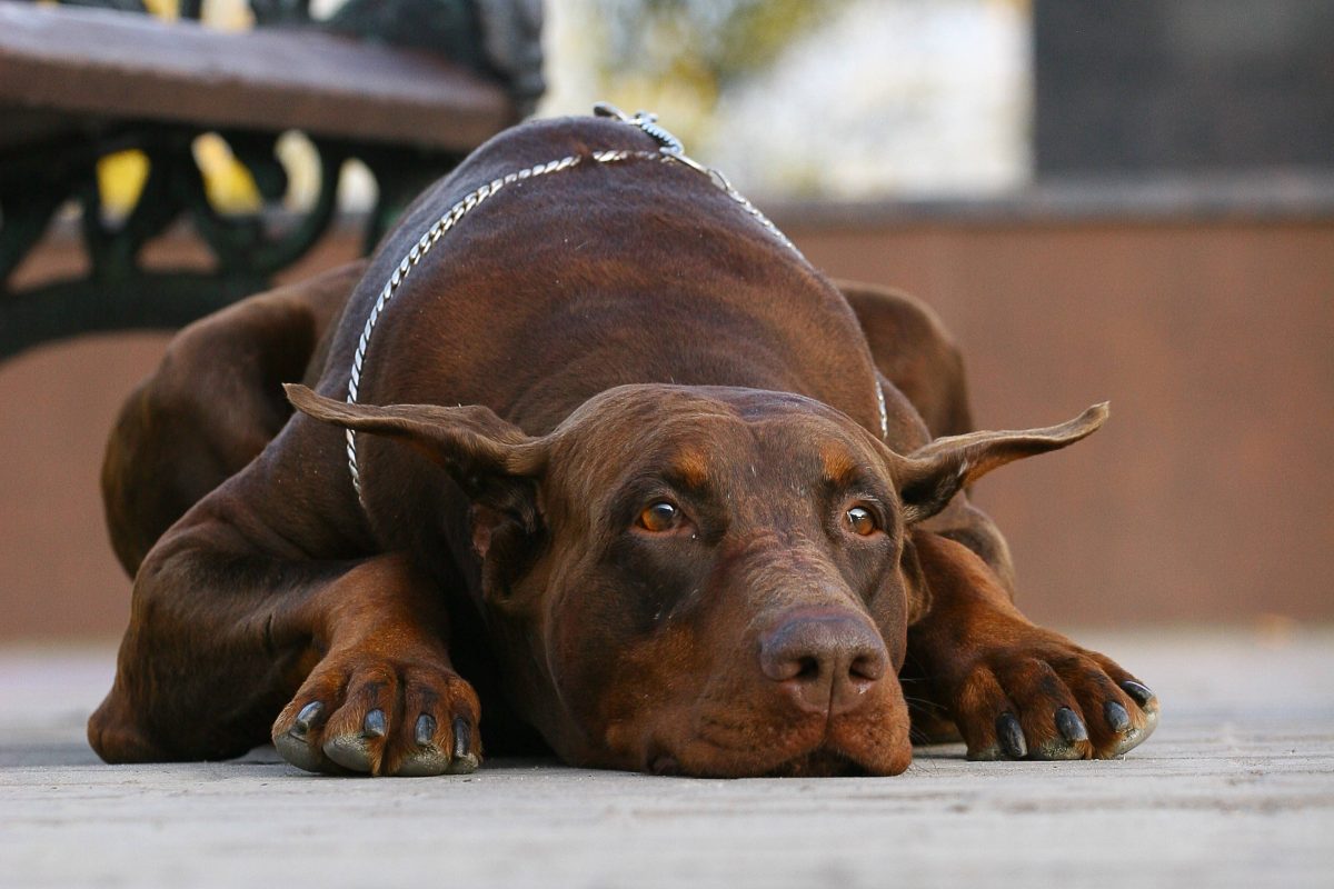 Hund Dobermann