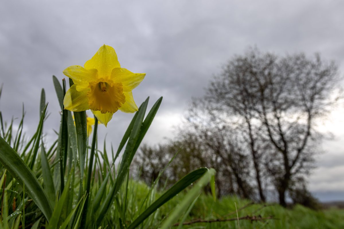 Wetter in NRW Wiese Blume Bäume wolkenverhangener Himmel