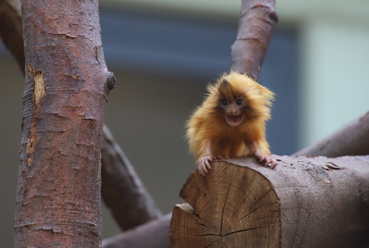 Zoo Köln