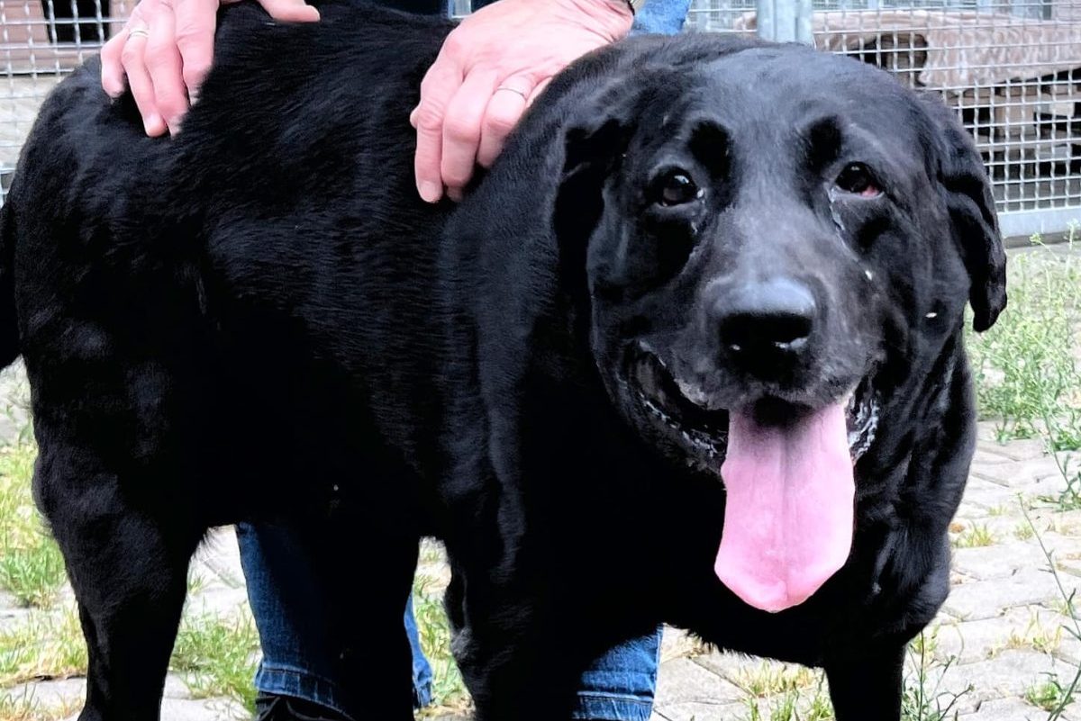 Schwarzer, dicker Hund in NRW aus dem Tierheim Köln-Dellbrück