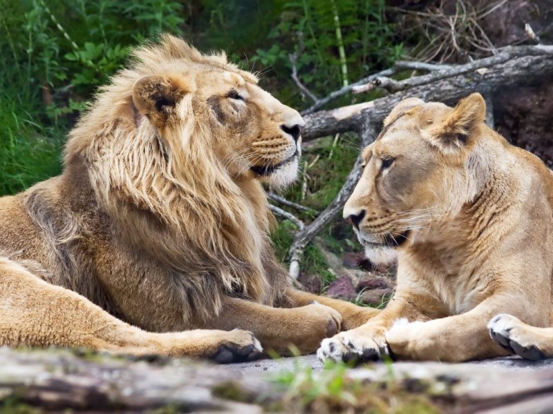zoo