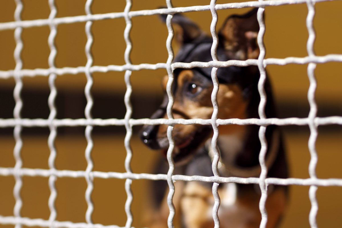 Hund blickt durch GitterstÃ¤be