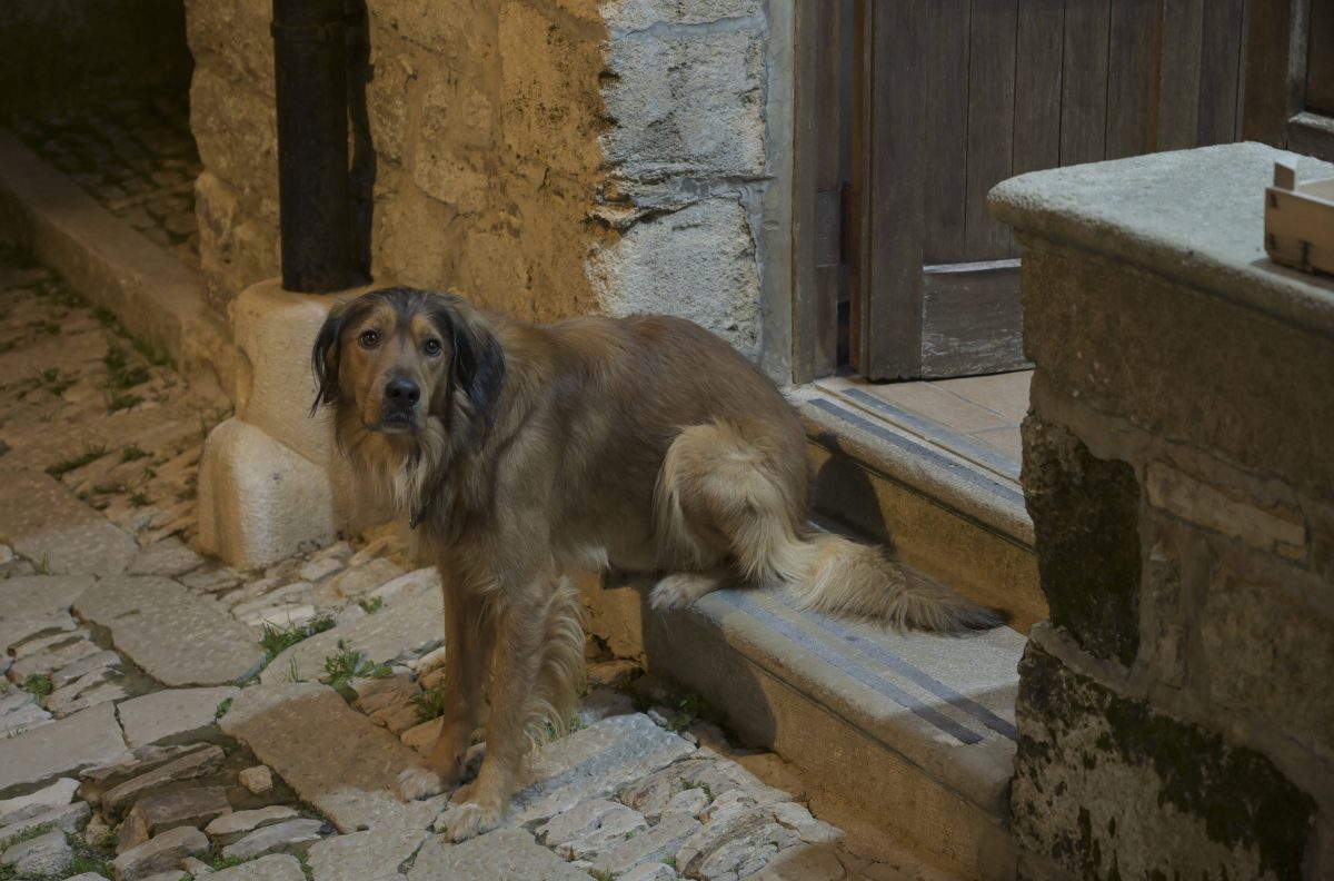 Hund in NRW: Hartes Schicksal wird zu groÃŸem GlÃ¼ck.