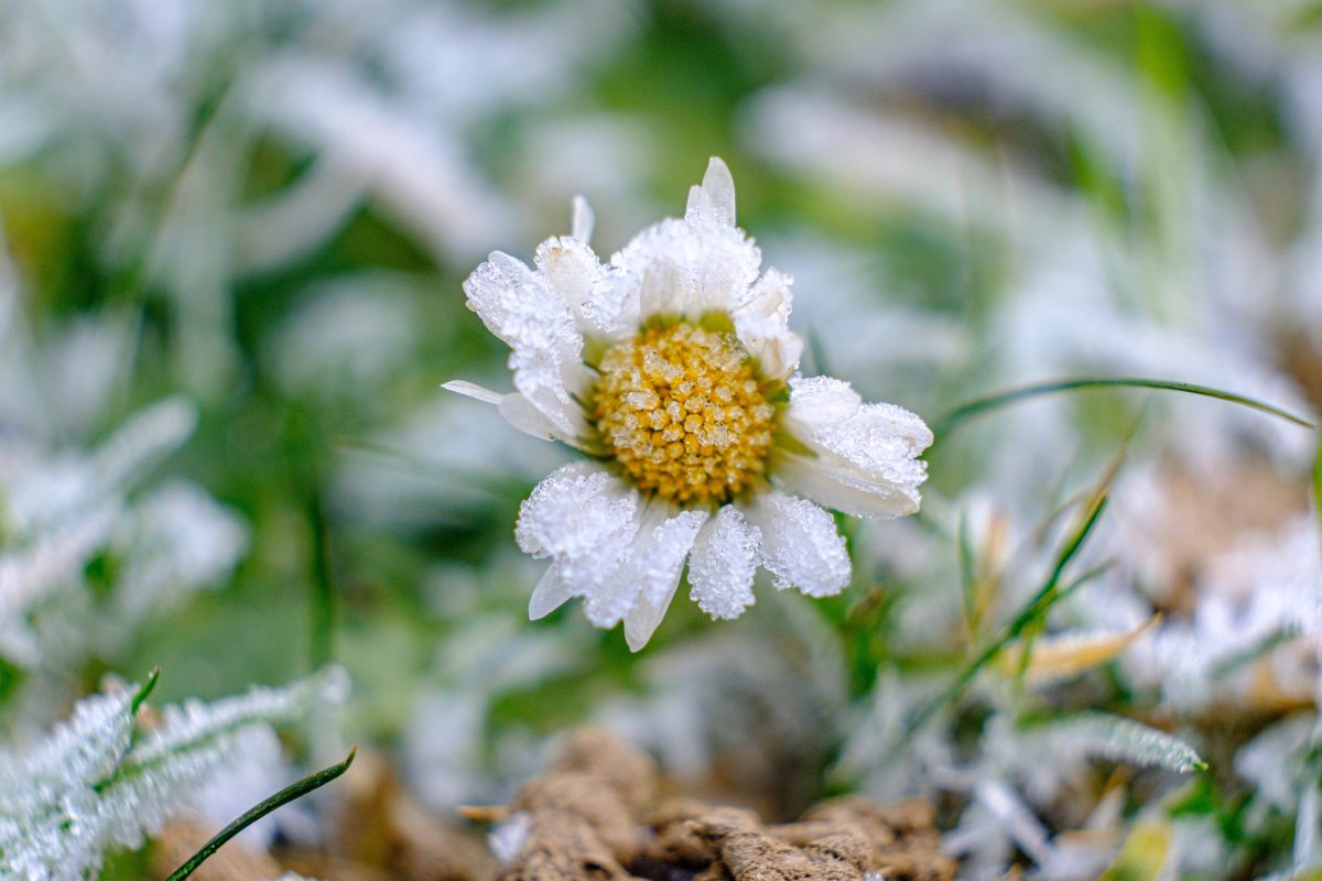 GÃ¤nseblÃ¼mchen mit Frost