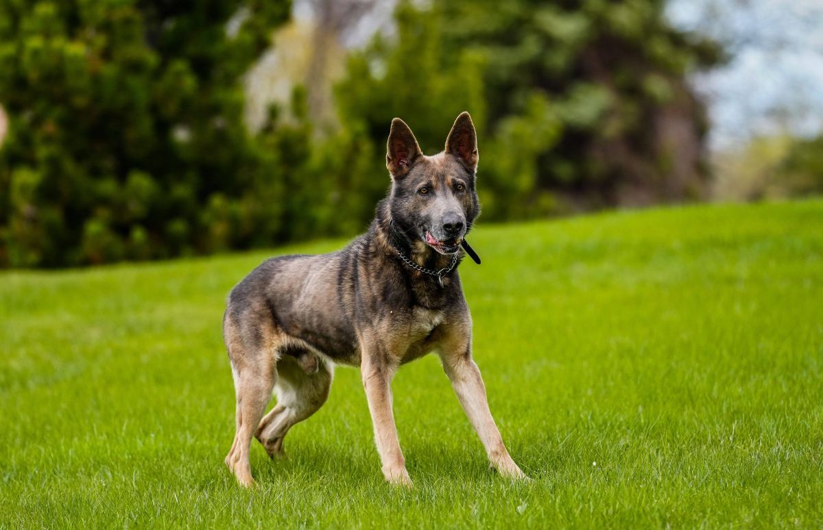 Hund spielt auf Wiese