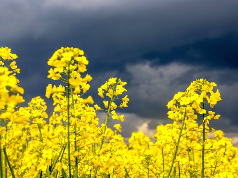 Wetter NRW