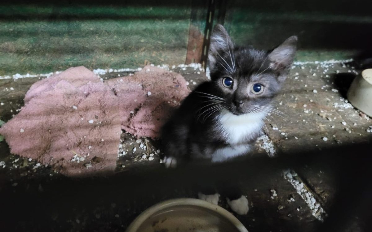 Kleines Katze im Käfig in Dortmund