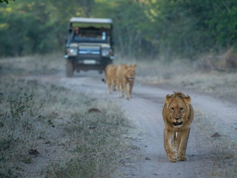 Eine Safari in der Wildnis Afrikas ist schon Erlaubnis genug. Doch für eine Touristen-Gruppe bot sich ein ganz außergewöhnliches Spektakel.