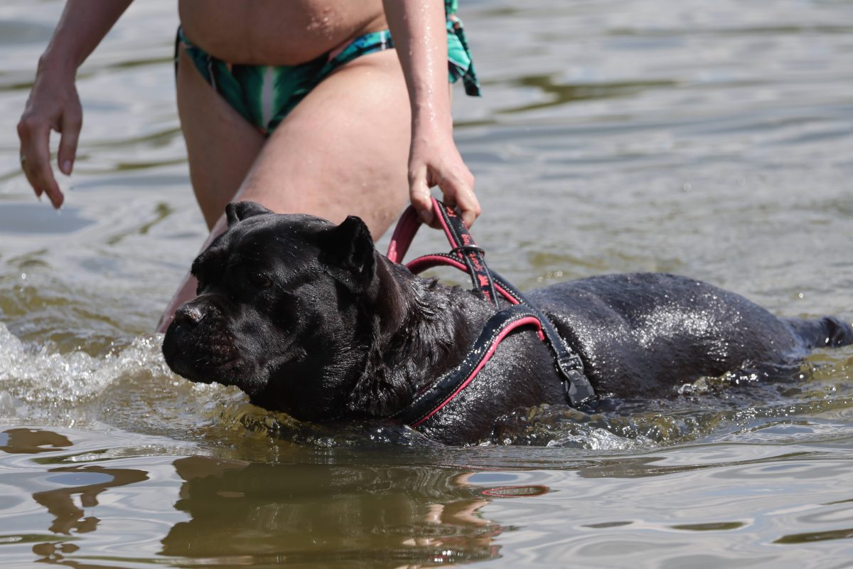 Frau im Bikini hÃ¤lt Hund im Wasser am Geschirr fest