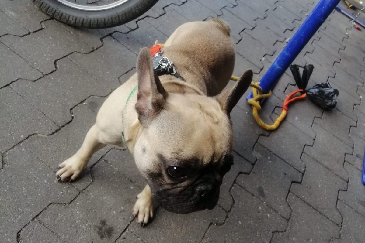 Hund angeleint vor einer Aldi-Filiale in Essen