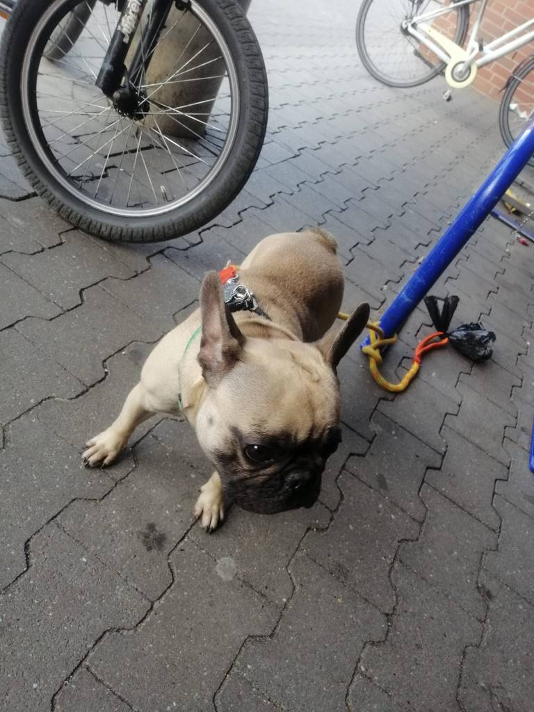 Hund angeleint vor einer Aldi-Filiale in Essen