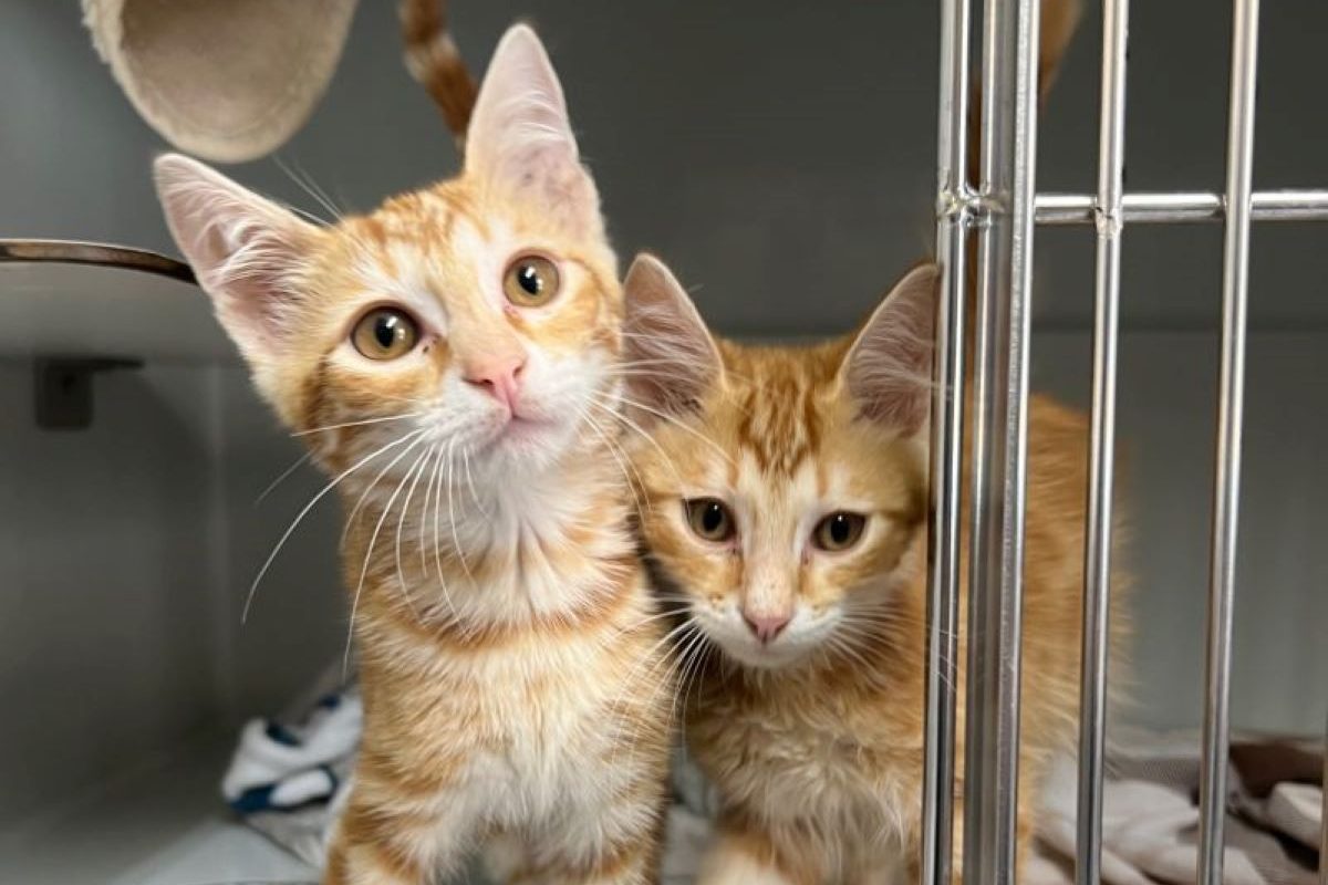 Zwei Katzen im Tierheim Köln-Dellbrück in NRW