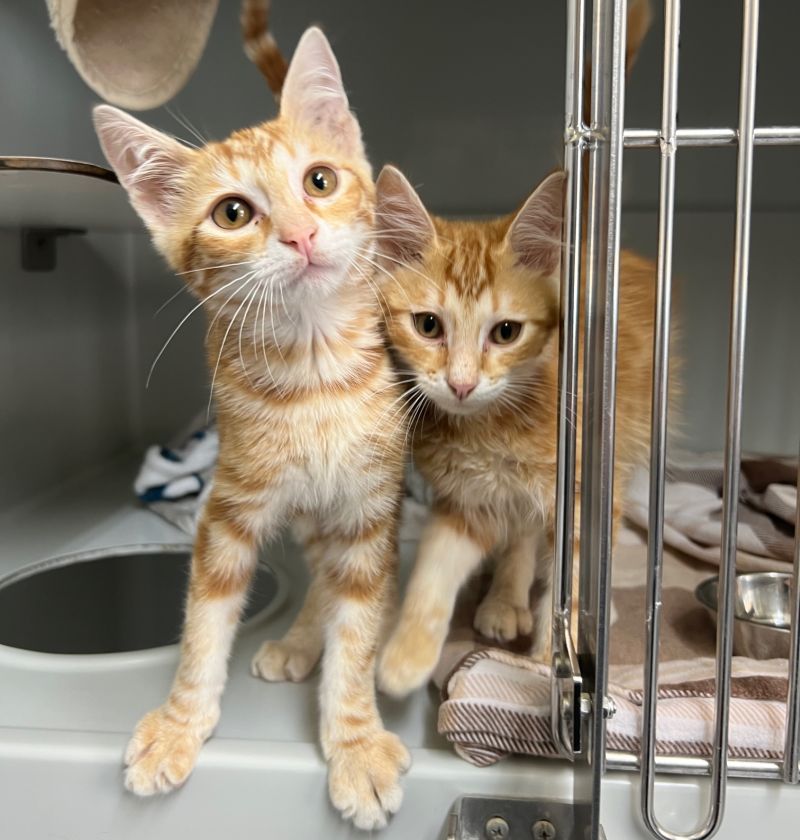 Zwei Katzen im Tierheim Köln-Dellbrück in NRW