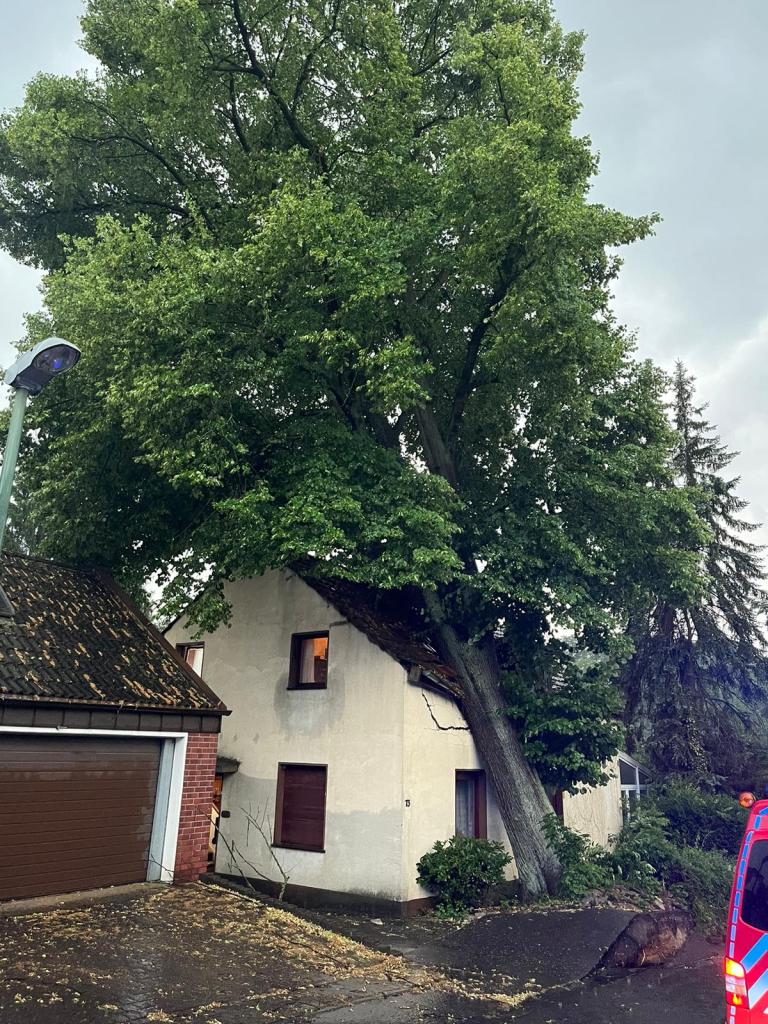 Baum landet auf Haus in Essen-Holsterhausen