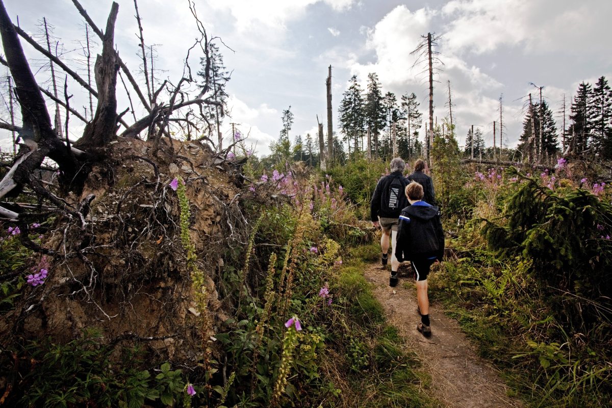 Wald in NRW, Wanderer und umgestürzte Bäume