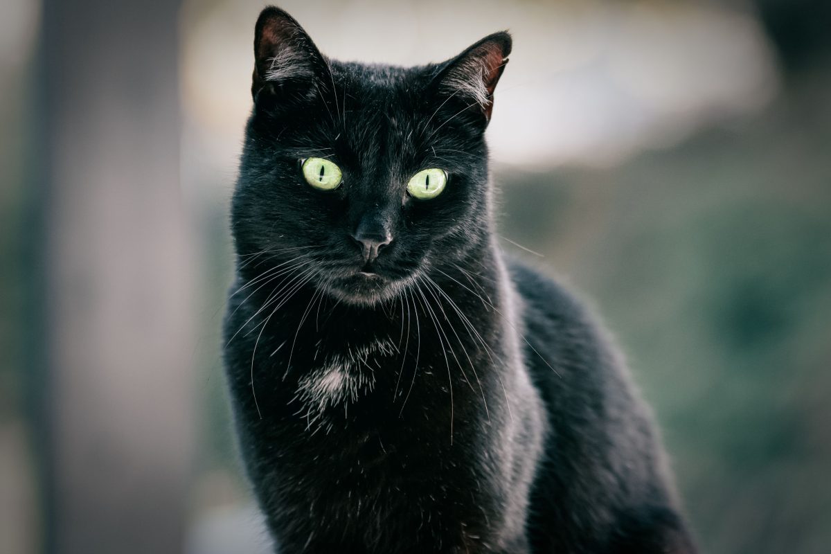 Bochum: Kater wird von Auto angefahren und stirbt an den Verletzungen. Die Besitzer konnten bisher noch nicht ermittelt werden.