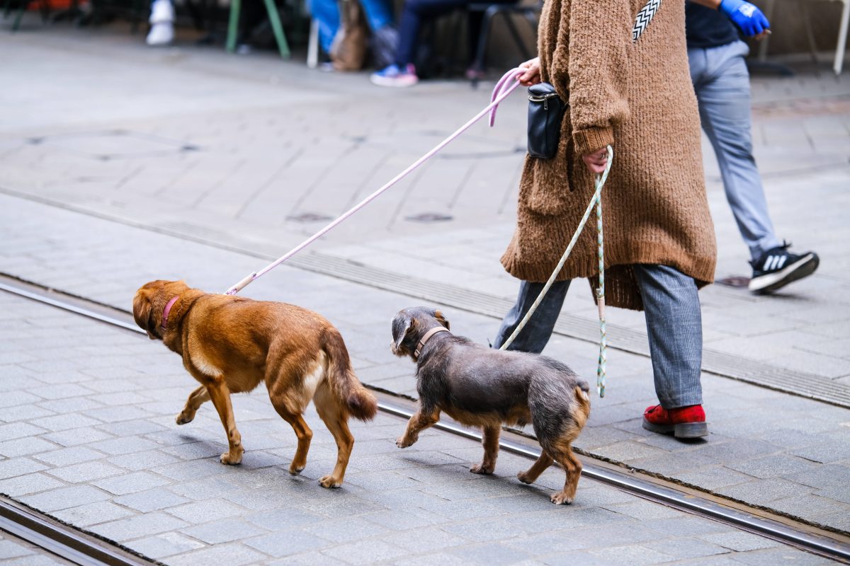 Tierheim Duisburg: Verzweifelte Bitte an alle Hundefreunde!