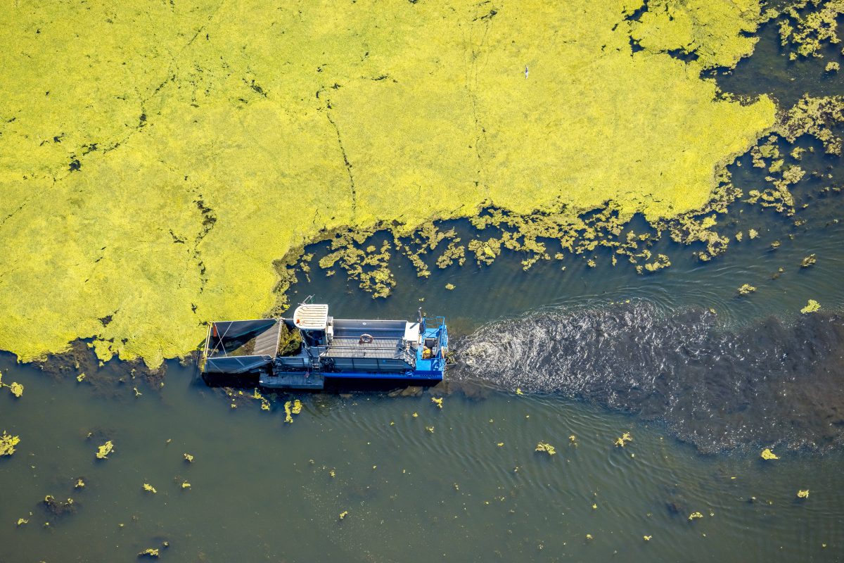 Kemnader See in Bochum von Wasserpest befallen. Jetzt wollen die Verantwortlichen gegen Elodea vorgehen.