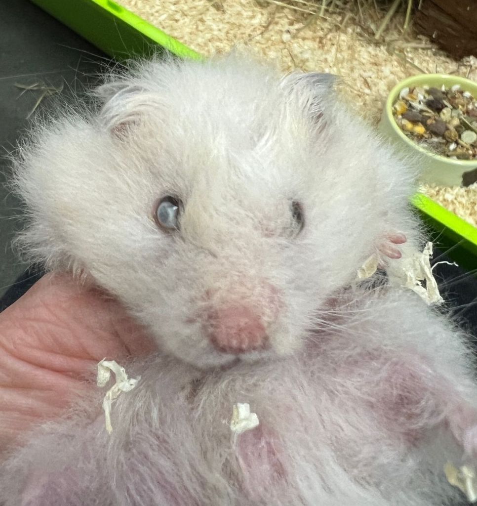 Hamster Harald im Tierheim in NRW