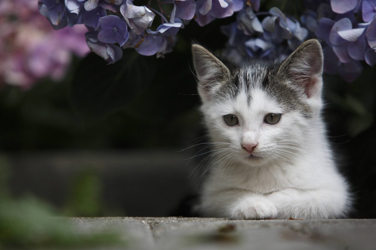 Katze in Dortmund wird aus verwahrloster Wohnung gerettet.