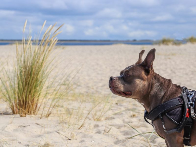 Urlaub an der Nordsee