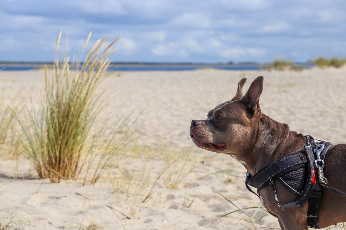 Urlaub an der Nordsee