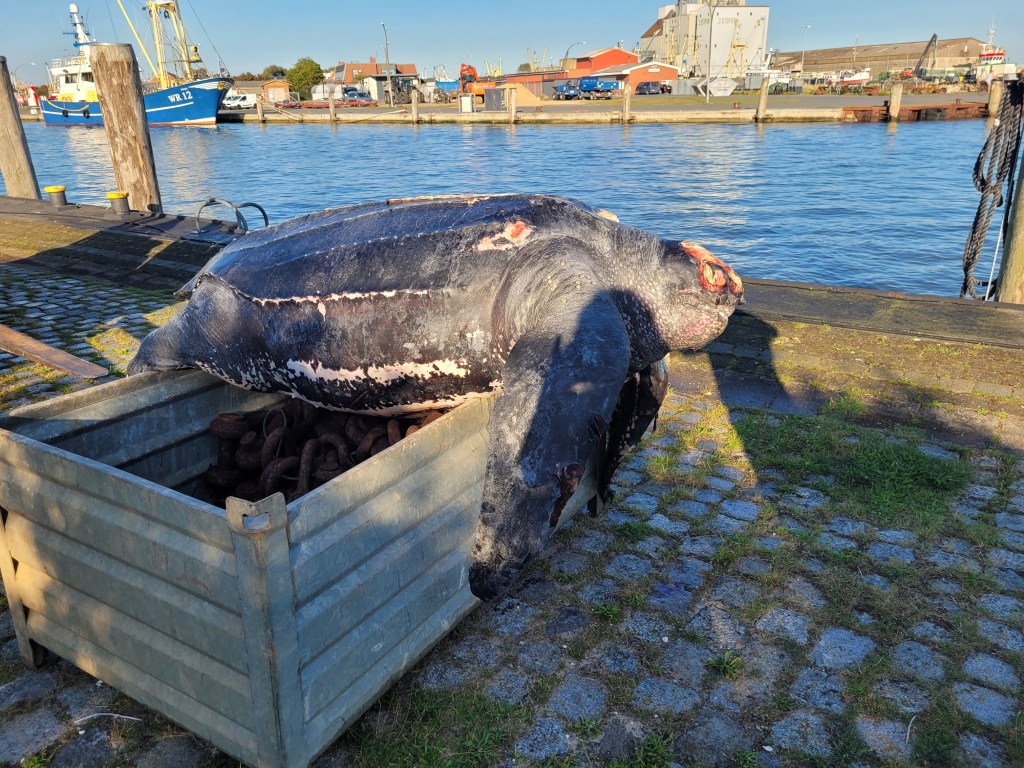 Schildkröte im Hafen von Büsum an der Nordsee