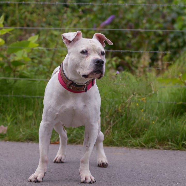 Hund in Essen