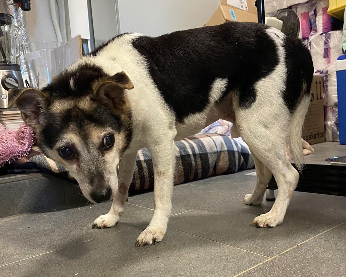 Hund in NRW erleidet HÃ¶llen-Qualen und muss vom VeterinÃ¤ramt beschlagnahmt werden. Das Tierheim Bergheim hat den Hund aufgenommen.