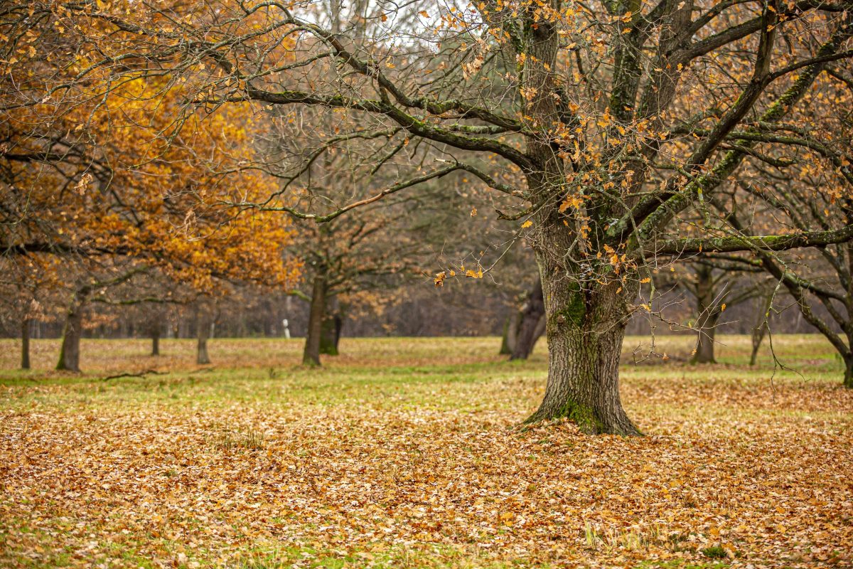 Wetter in NRW: Wettermodelle sind sich uneinig