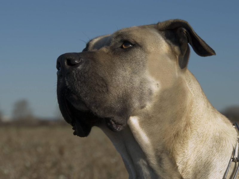 Hund NRW Dogge braun