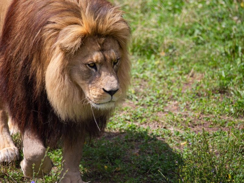 Zoo: Löwe greift Pfleger an