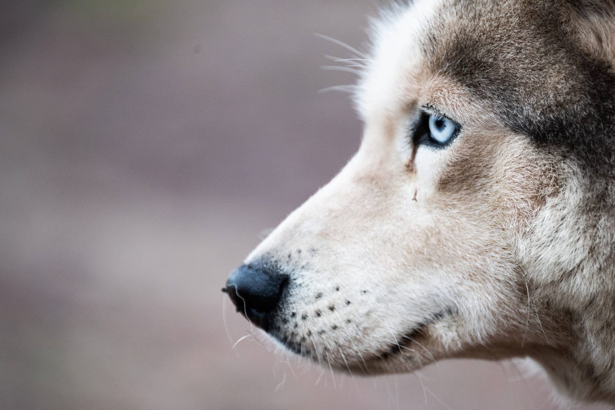 Das Tierheim in Duisburg hat den Husky-Rüden Taric aufgenommen. Und der war in einem schlimmen Zustand.