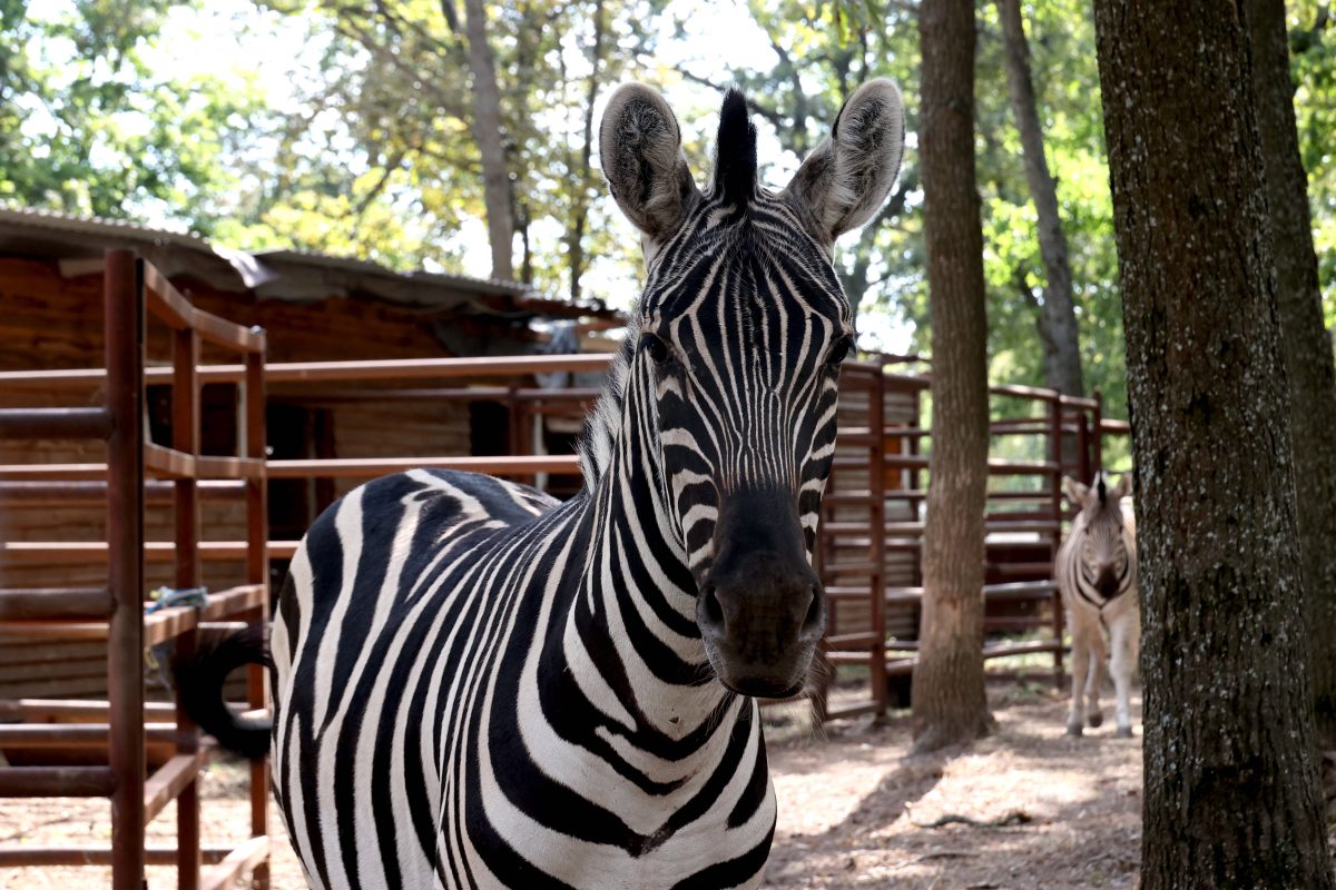 Zoo in NRW