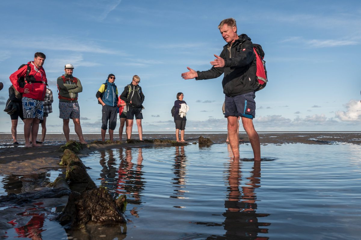 Touristen finden bei ihrem Urlaub an der Nordsee immer wieder tote Seehunde. Eine Expertin erklärt, woran das liegt.